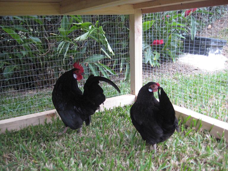 costa rica chickens