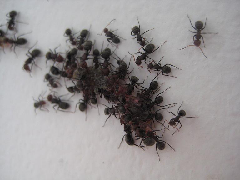 antattack
