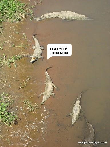 costaricancrocodile